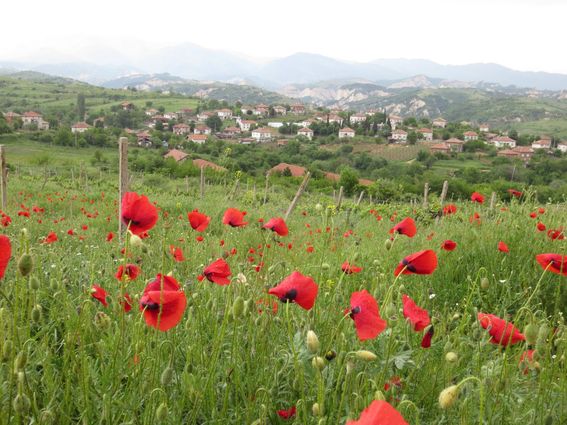 Feld bei Melnik